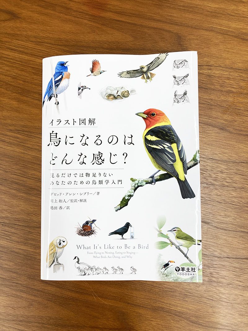 イラスト図解 鳥になるのはどんな感じ?〜見るだけでは物足りない