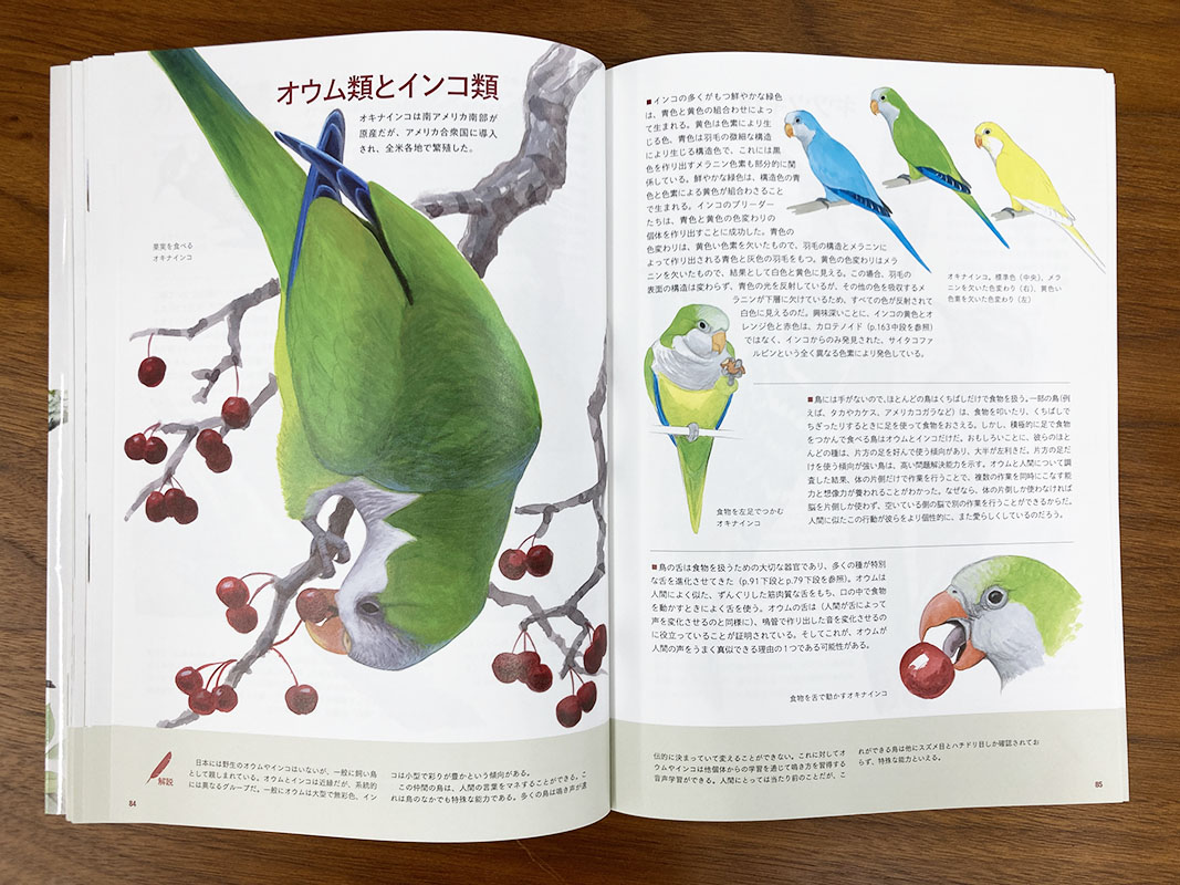 イラスト図解 鳥になるのはどんな感じ?〜見るだけでは物足りない