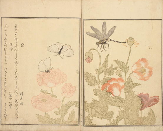 『画本虫撰』(国文学研究資料館所蔵) 